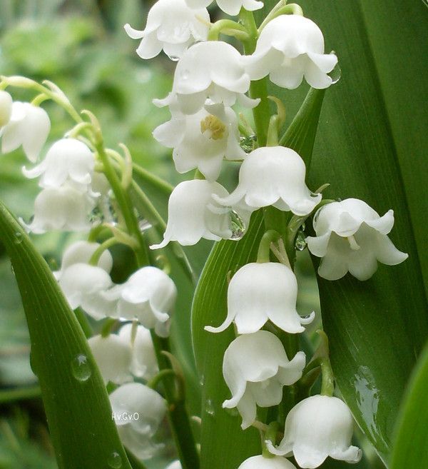 Muguet du 1er mai