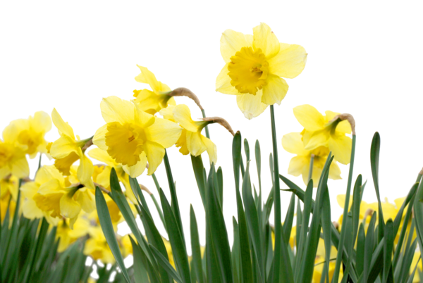 Tube jonquilles
