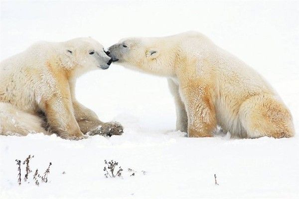 Bisous d'ours polaire