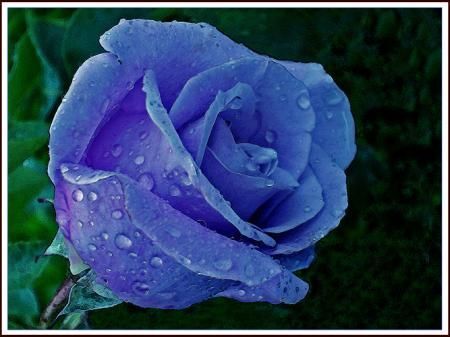 Bleu Rose